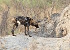 African Wild Dog