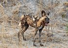 African Wild Dog