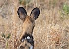 African Wild Dog