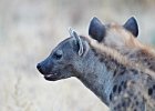 Spotted Hyena