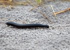 Giant Millipede