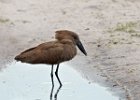 Hamerkop