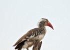 Red-Billed Hornbill