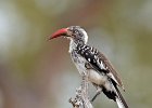 Red-Billed Hornbill