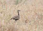 Black-Bellied Bustard