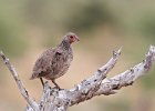 Francolin