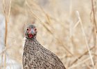 Francolin