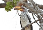 Yellow-Billed Hornbill