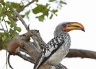 Yellow-Billed Hornbill