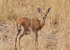 Steenbok