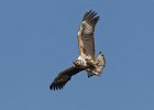 African Fish Eagle (Juv)