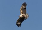 African Fish Eagle (Juv)