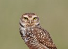 Burrowing Owl