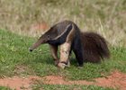 Giant Anteater