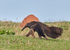 Giant Anteater