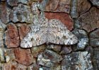 Grey Cracker Butterfly