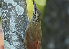 Streak-headed Woodcreeper