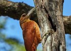 Great Rufous Woodcreeper