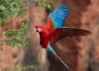 Red & Green Macaw