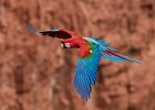 Red & Green Macaw