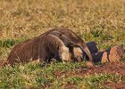 Giant Anteater