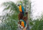 Blue & Yellow Macaws