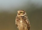 Burrowing Owl