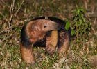 Southern Tamandua