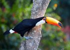 Toco Toucan