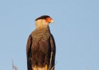 Southern Crested Caracara