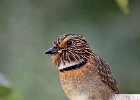 Crescent-chested Puffbird