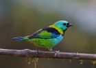 Green-headed Tanager