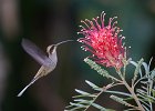 Long-billed Hermit Hummingbird