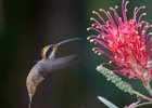 Long-billed Hermit Hummingbird