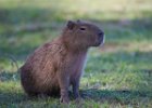 Capybara