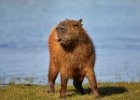 Capybara