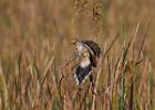 Guira Cuckoo