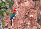 Red & Green Macaw