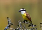 Great Kiskadee