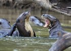 Giant River Otter