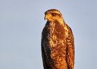 Juvenile Savanna Hawk