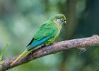 Maroon-Bellied Parakeet