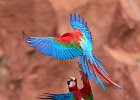 Red & Green Macaws