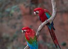 Red & Green Macaws