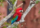 Red & Green Macaw