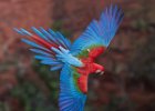 Red & Green Macaw