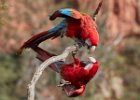 Red & Green Macaws