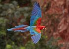 Red & Green Macaw