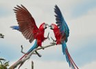 Red & Green Macaws