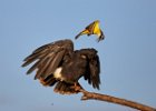 Snail Kite being hassled by a Kiskadee